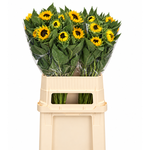 Helianthus Vincent's Choice
