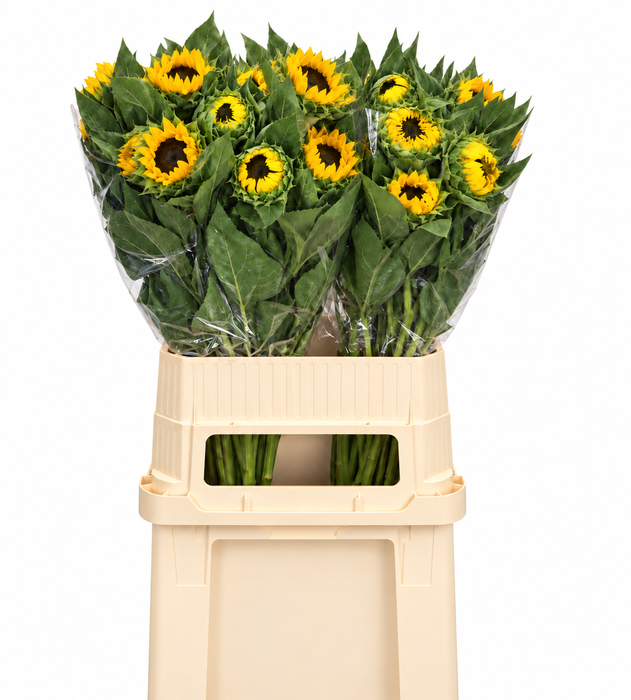 <h4>Helianthus Vincent's Choice</h4>