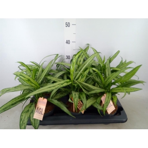 Aglaonema  'Cutlass'