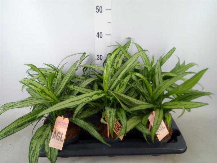 <h4>Aglaonema  'Cutlass'</h4>