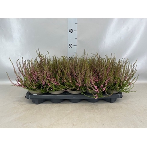 Calluna vulg. 'Tib'