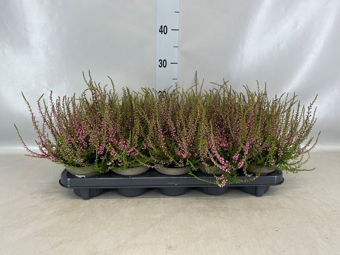 <h4>Calluna vulg. 'Tib'</h4>