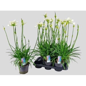 AGAPA PITCHOUN WHITE