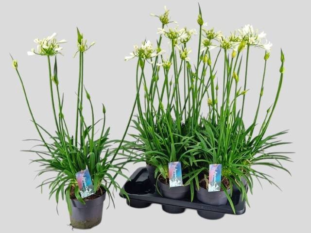 <h4>AGAPA PITCHOUN WHITE</h4>