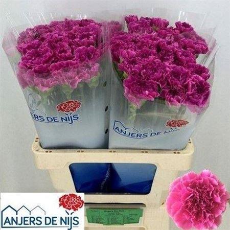 <h4>Di St Farida</h4>