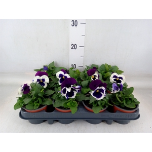 Viola wr. 'Alpha Purple White'