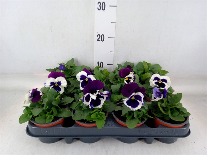 <h4>Viola wr. 'Alpha Purple White'</h4>