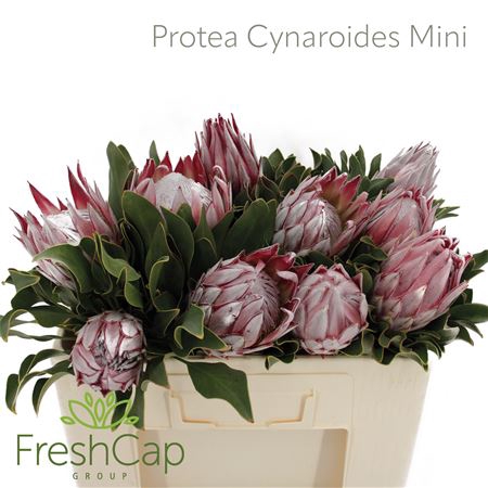 <h4>Protea Cynaroides Mini</h4>