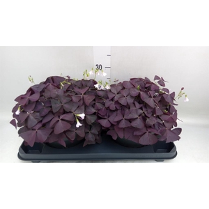Oxalis trian. 'Mijke'
