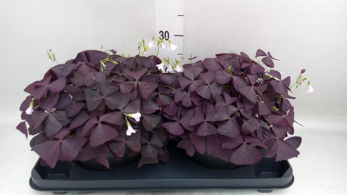 <h4>Oxalis trian. 'Mijke'</h4>