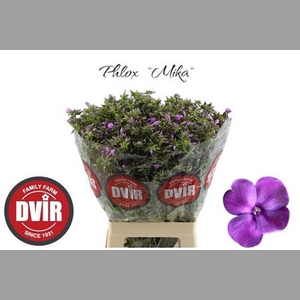 Phlox P Mika