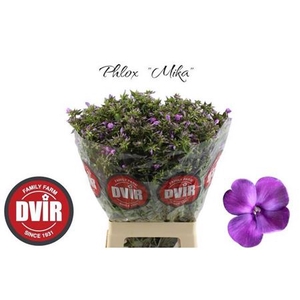 Phlox P Mika