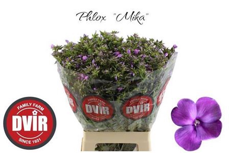 <h4>Phlox P Mika</h4>