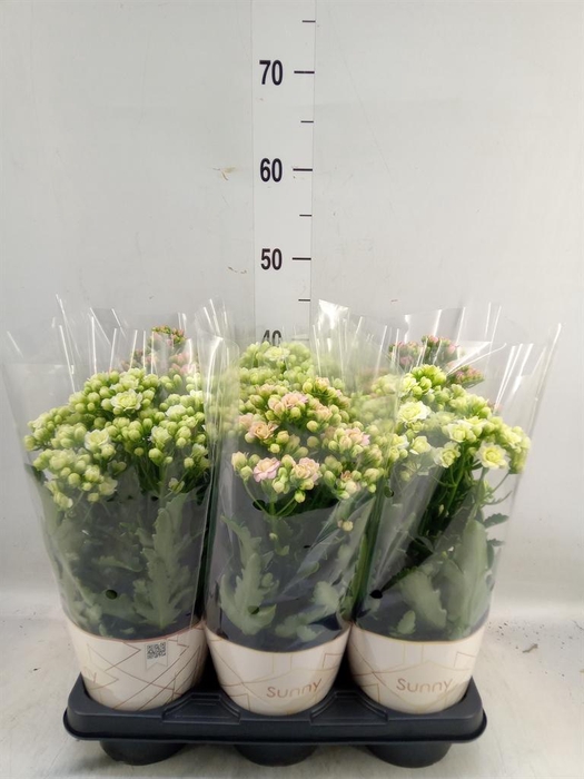<h4>Kalanchoe   ...</h4>