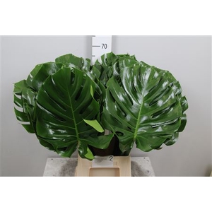 Monstera Blad Ø27cm