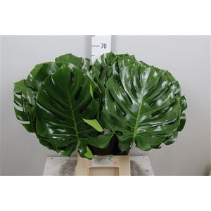 Monstera Blad 27cm
