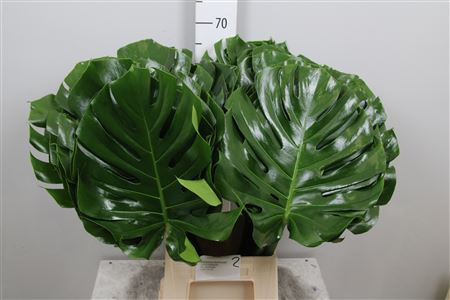 <h4>Monstera Blad 27cm</h4>