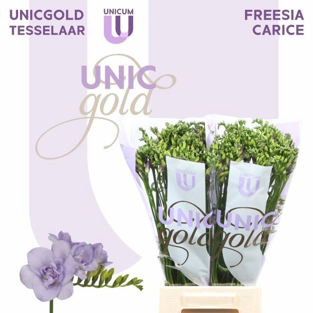 <h4>FR DU CARICE</h4>