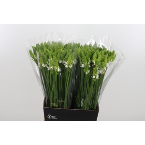Ornithogalum Thyrsoides