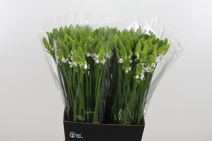 <h4>Ornithogalum Thyrsoides</h4>