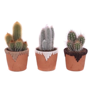 Cactus mix 12 cm in samoa pot