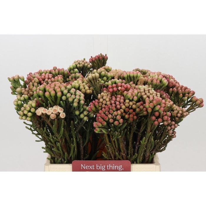 <h4>KAAPS GROEN RED BRUNIA SMALL</h4>