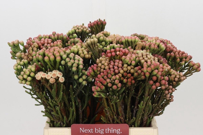 KAAPS GROEN RED BRUNIA SMALL