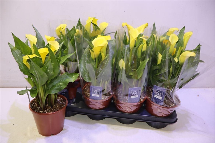 <h4>Zant Sunclub</h4>