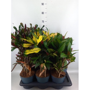 Codiaeum var. KL   ...mix 2