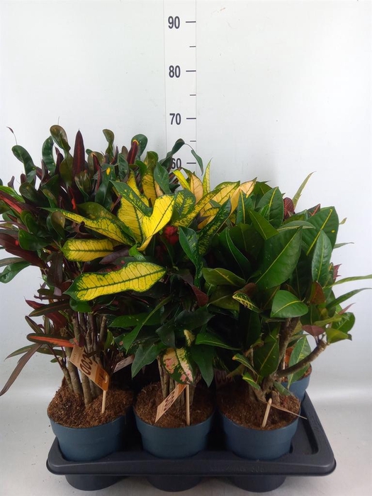 <h4>Codiaeum var. KL   ...mix 2</h4>