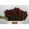 Leucadendron Blush Spray