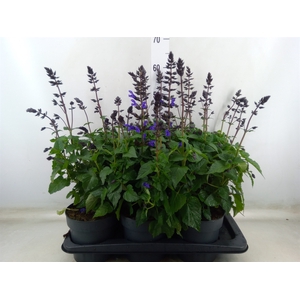 Salvia  'Salgoon Lake Blueberry'