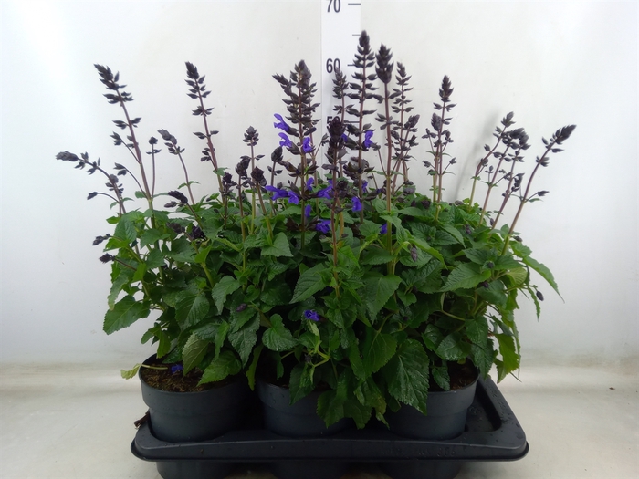 <h4>Salvia  'Salgoon Lake Blueberry'</h4>