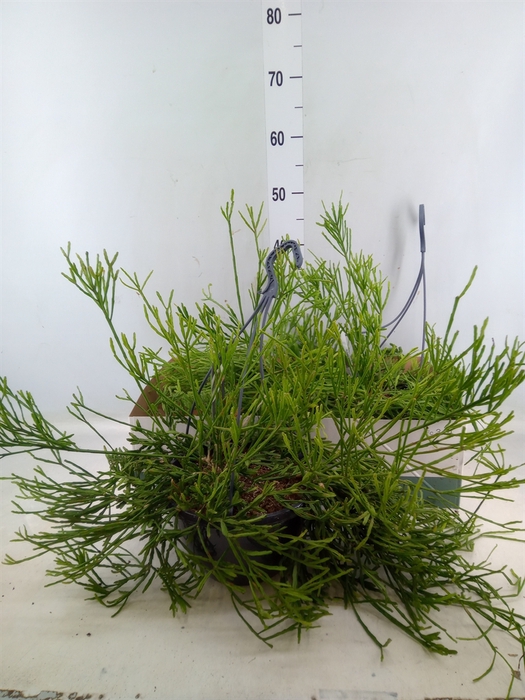 <h4>Rhipsalis ewaldiana</h4>