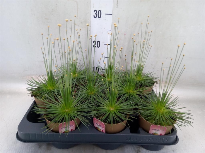 <h4>Synchonanthus  'Mikado'</h4>