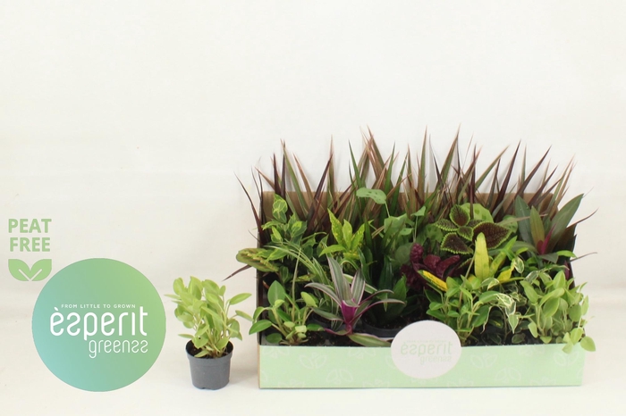 <h4>KAMERPL GEM OV</h4>