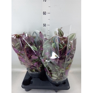 Tradescantia zebr.