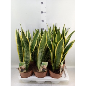 Sansevieria trifa. 'Laurentii'