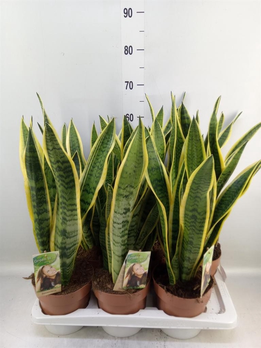 <h4>Sansevieria trifa. 'Laurentii'</h4>