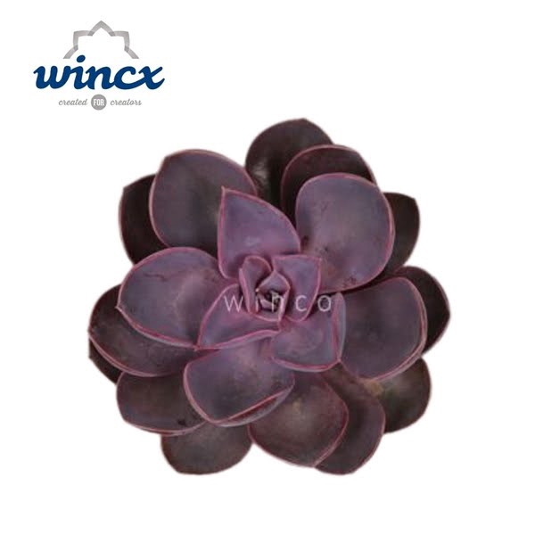 <h4>Echeveria Metallica Pearl Cutflower</h4>