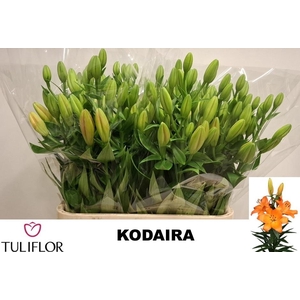 Li La Kodaira