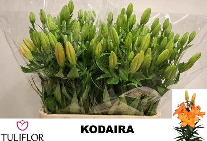 <h4>Li La Kodaira</h4>