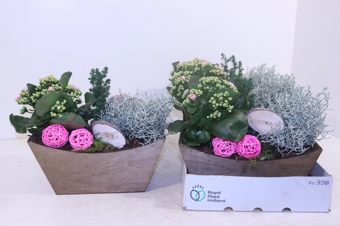<h4>ARR TUINPLANTEN</h4>