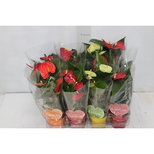 ANTHURIUM VARIADO P09