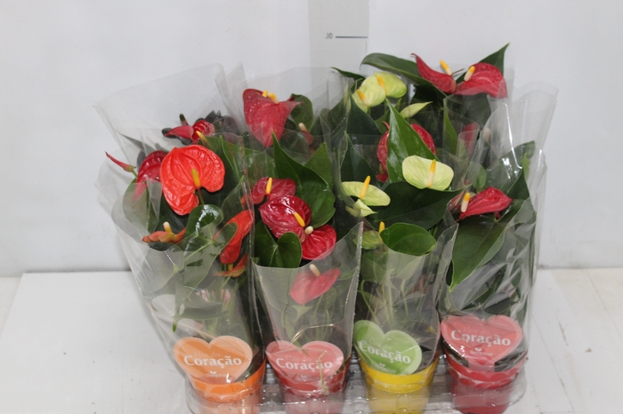 <h4>ANTHURIUM VARIADO P09</h4>