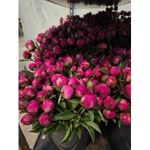 Paeonia L Kansas 40 Cm