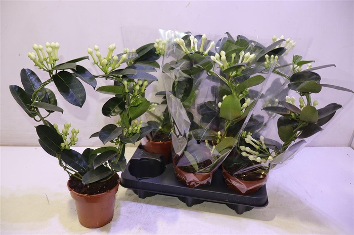 <h4>arr8 Steph Fl Ov</h4>