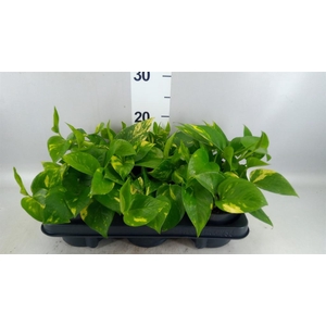 Epipremnum pinn. 'Aureum'