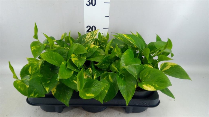 <h4>Epipremnum pinn. 'Aureum'</h4>