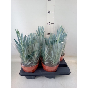 Curio ficoides 'Mount everest'